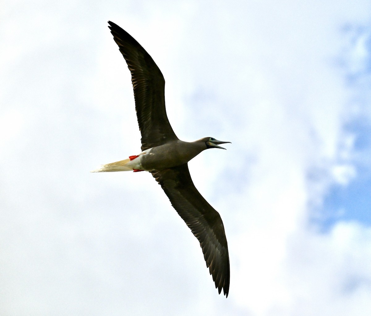 Red-footed Booby - ML646103768