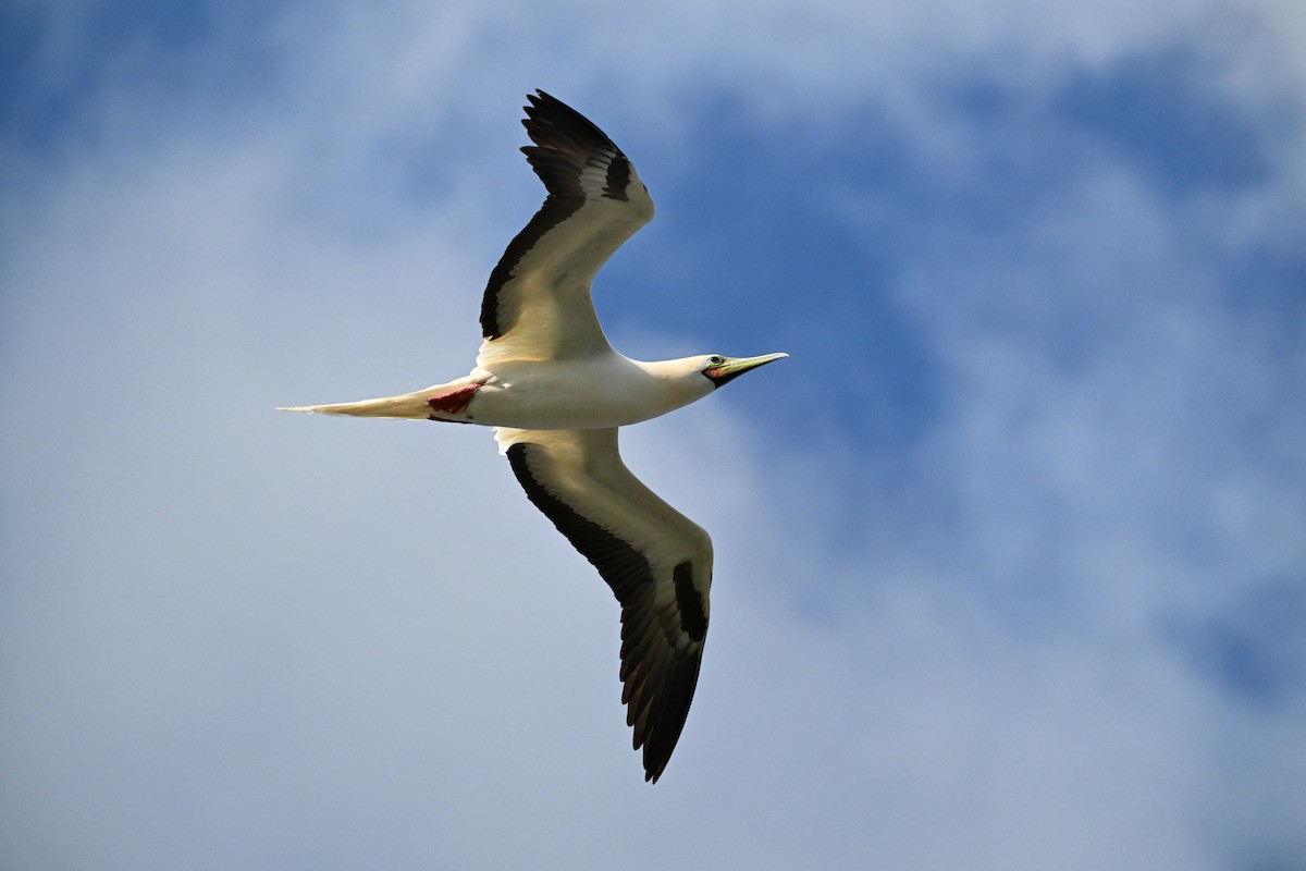 Red-footed Booby - ML646103769