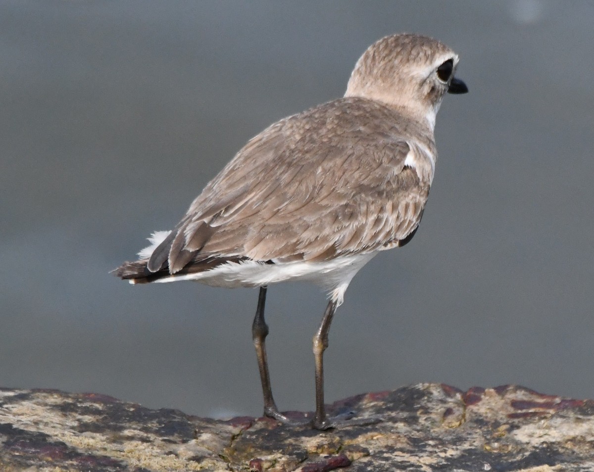 Tibet Cılıbıtı - ML646103770