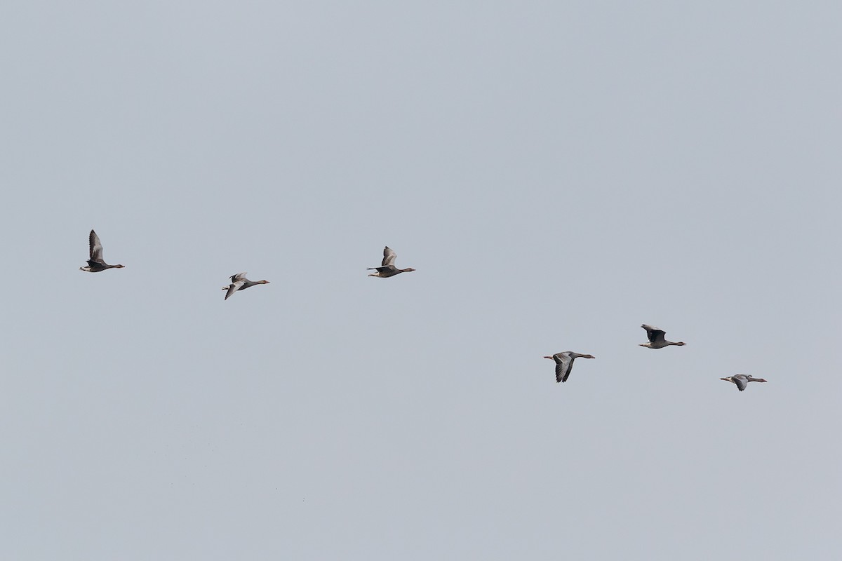 Гуска сіра - ML646103777