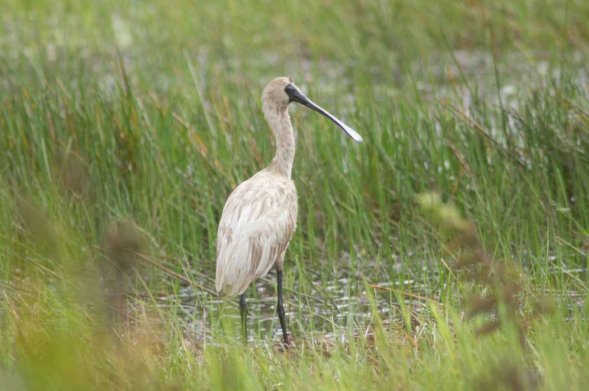 Espátula Real - ML646103786