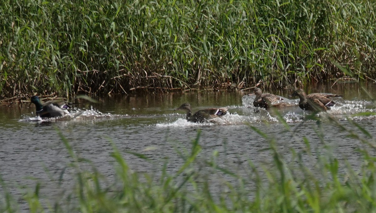 Ánade Azulón - ML646103790