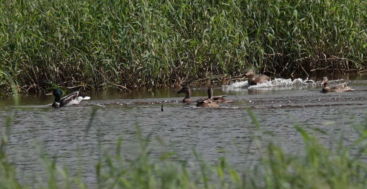 Ánade Azulón - ML646103791