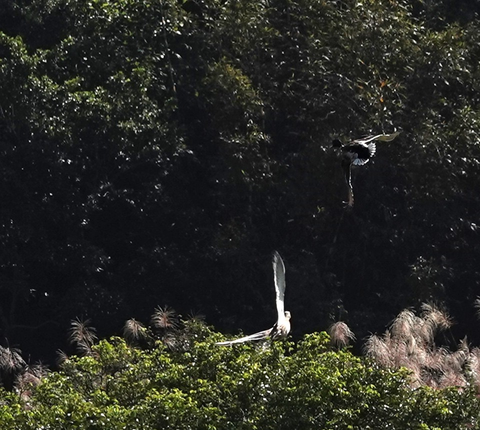 Ánade Azulón - ML646103792