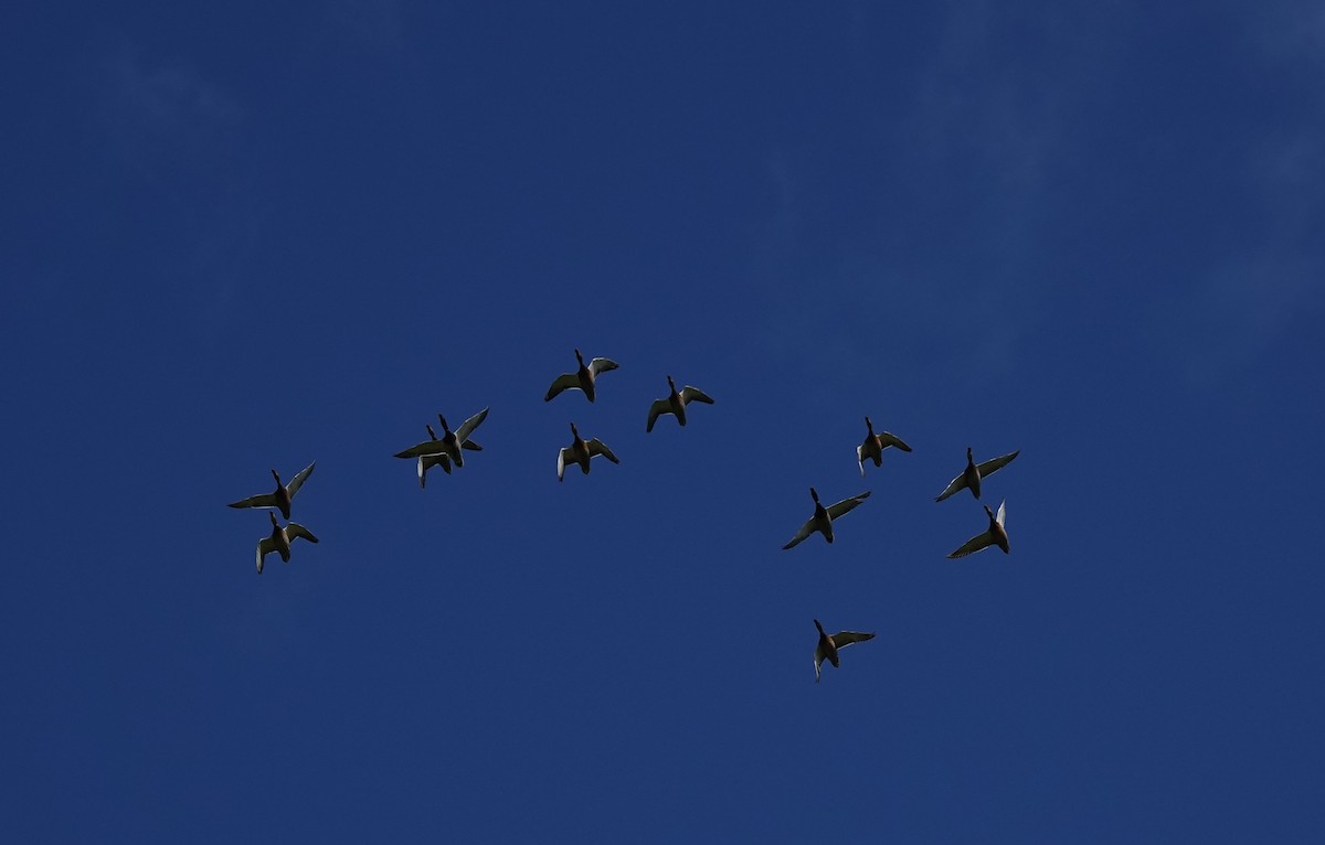 Ánade Azulón - ML646103793