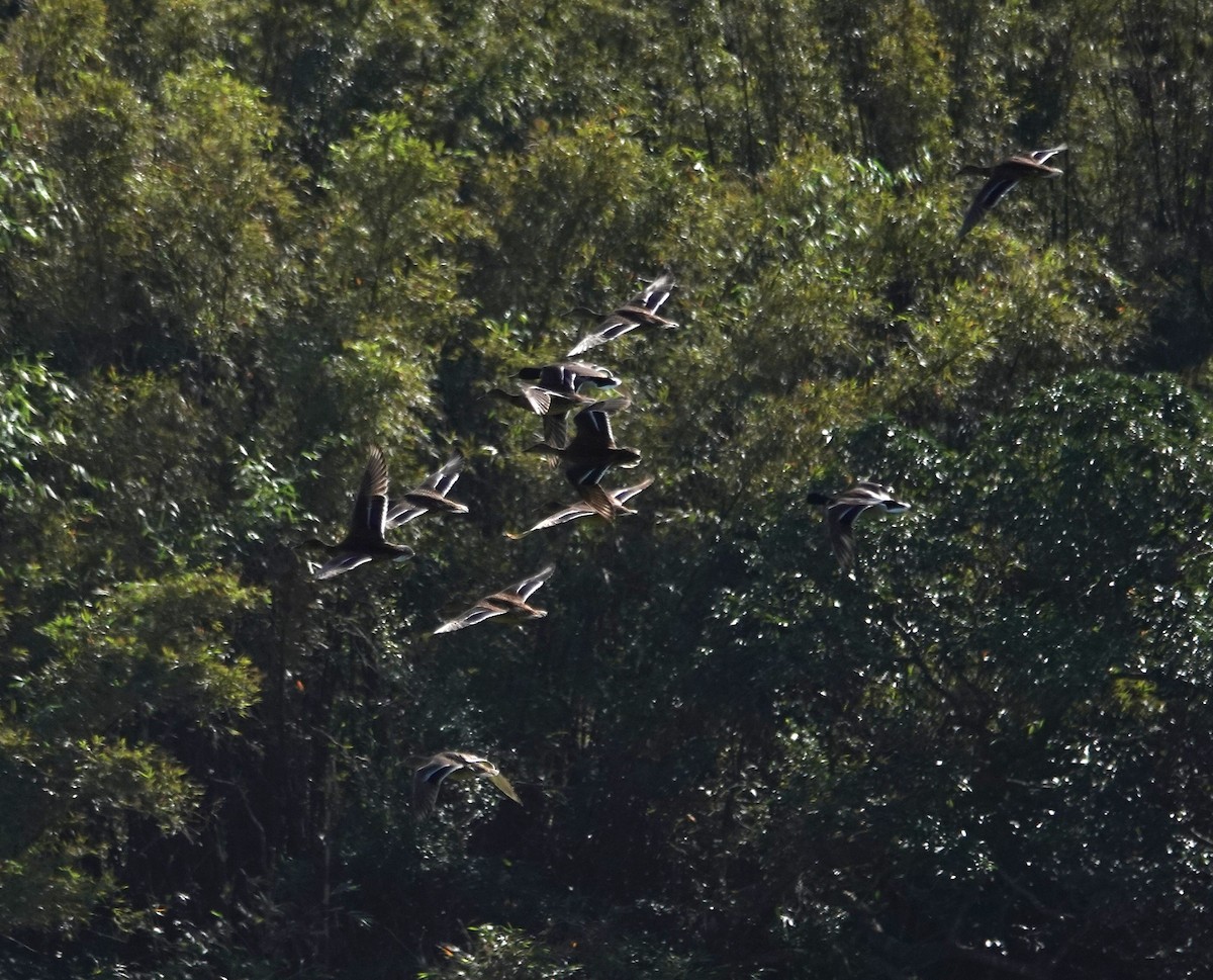 Ánade Azulón - ML646103794