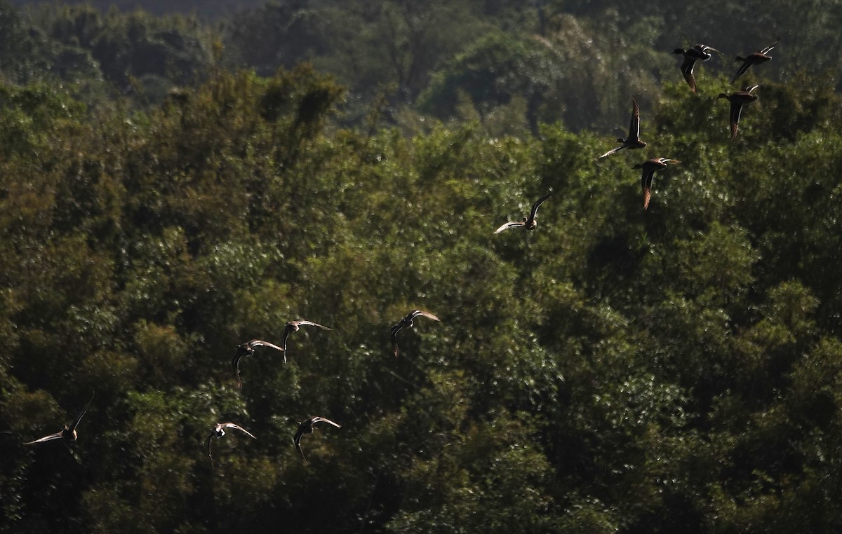 Ánade Azulón - ML646103795