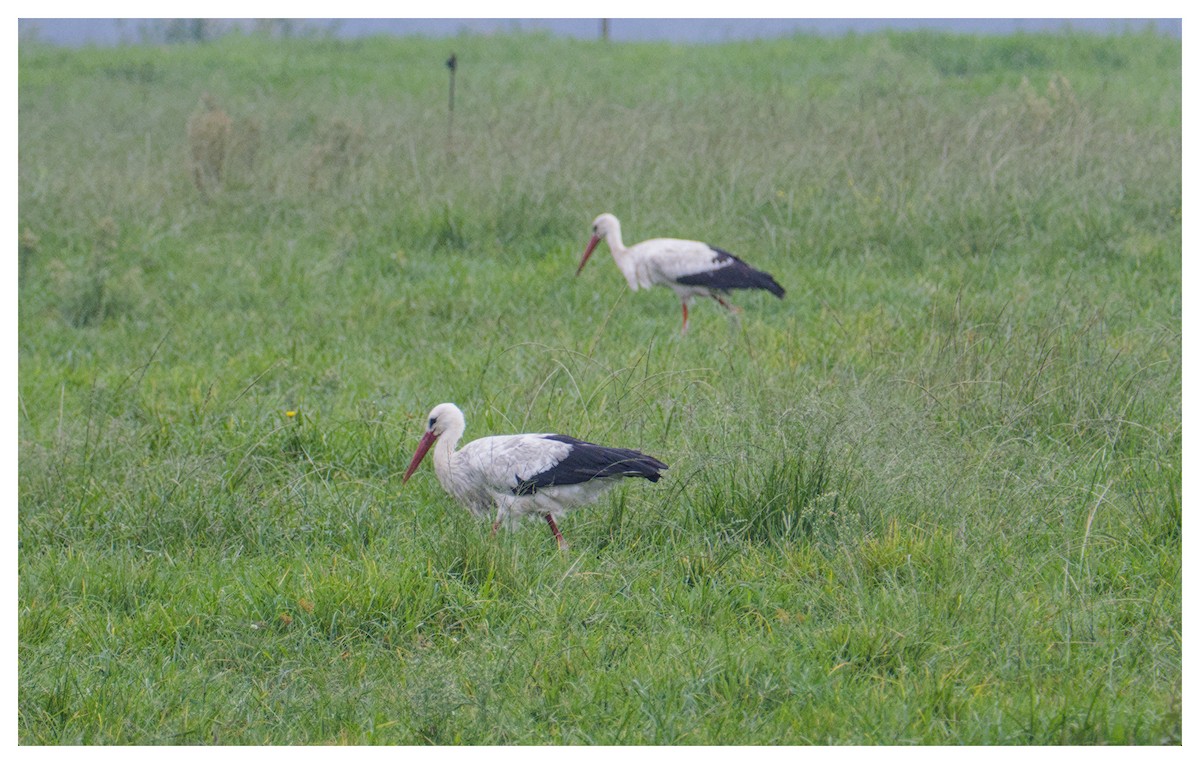 Cigüeña Blanca - ML646103798