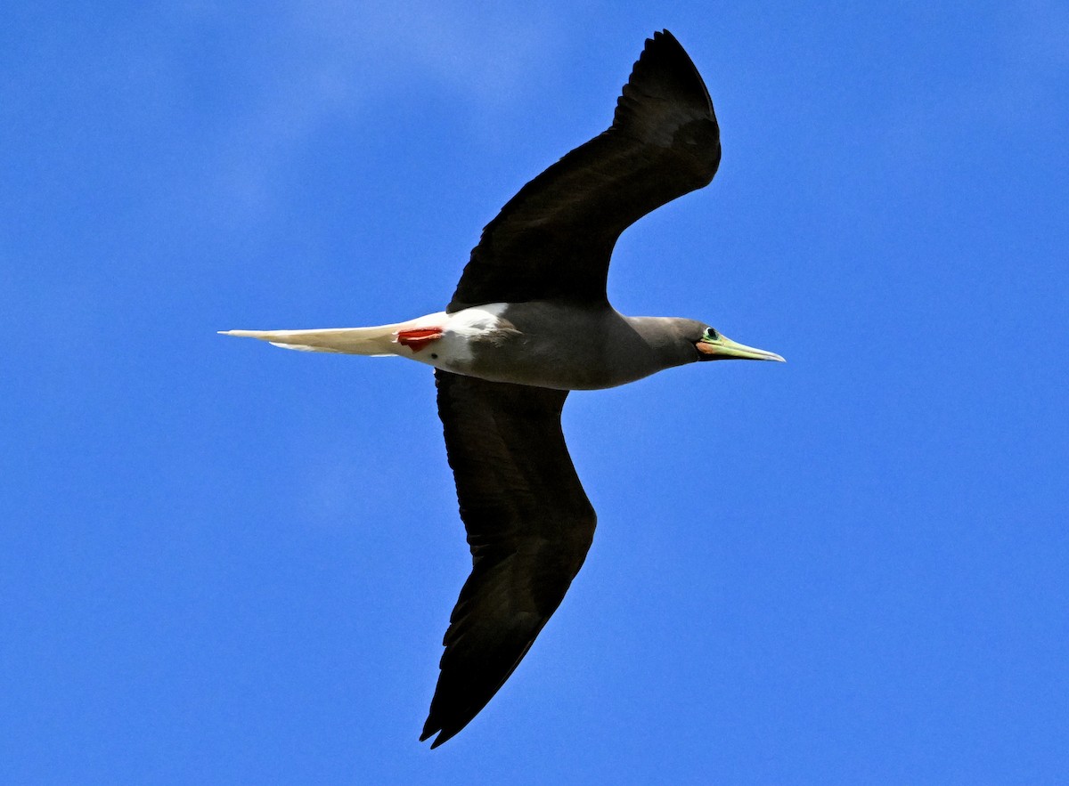 Piquero Patirrojo - ML646103802