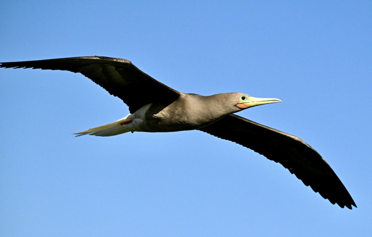 Piquero Patirrojo - ML646103805