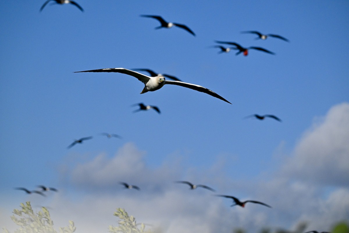 Piquero Patirrojo - ML646103807