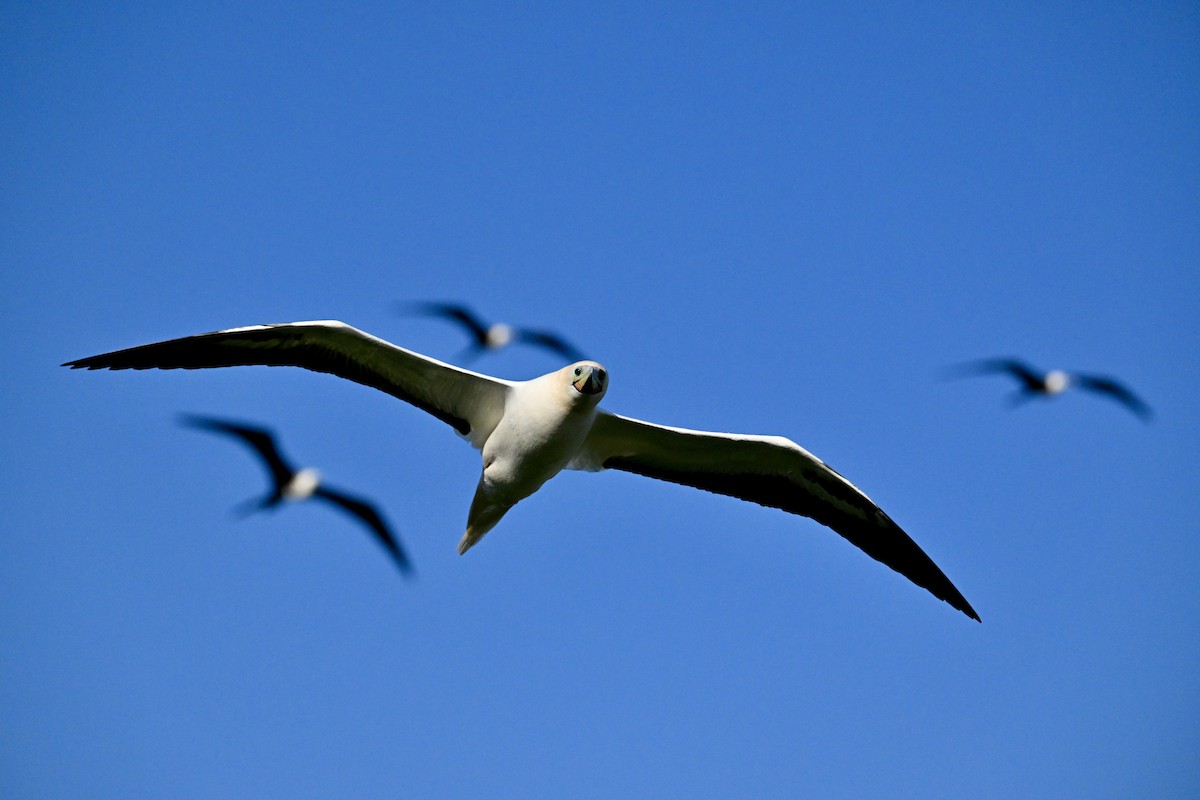 Piquero Patirrojo - ML646103808