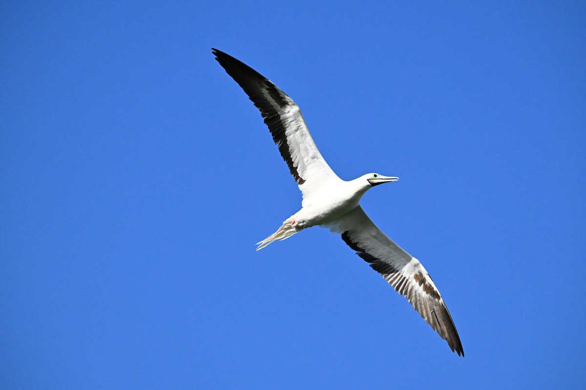 Piquero Patirrojo - ML646103810