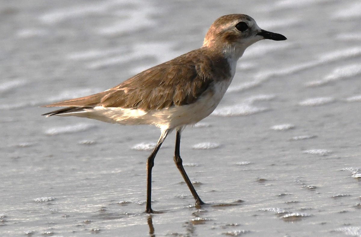 Chorlitejo Tibetano - ML646103811