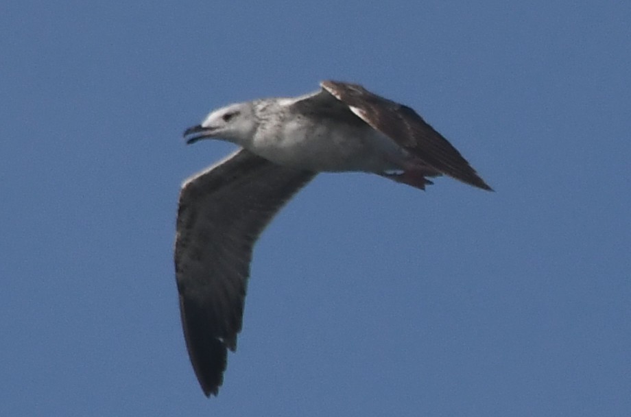 Gaviota Sombría - ML646103815
