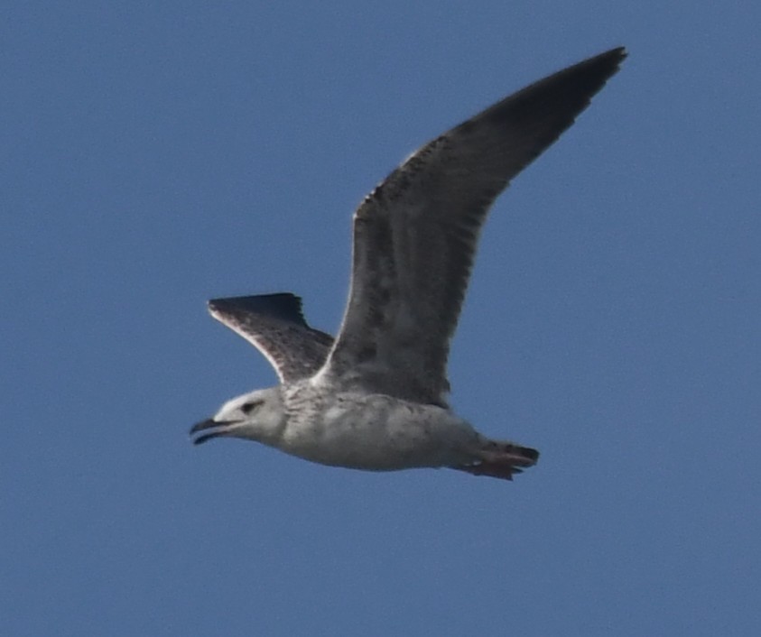 Gaviota Sombría - ML646103816