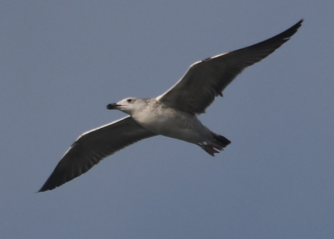 Gaviota Sombría - ML646103821