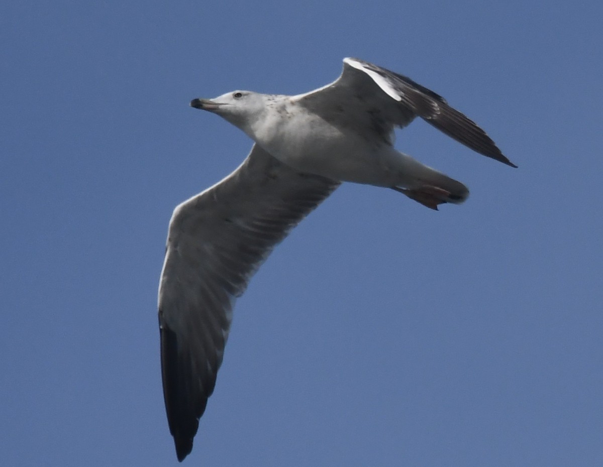 Gaviota Sombría - ML646103822