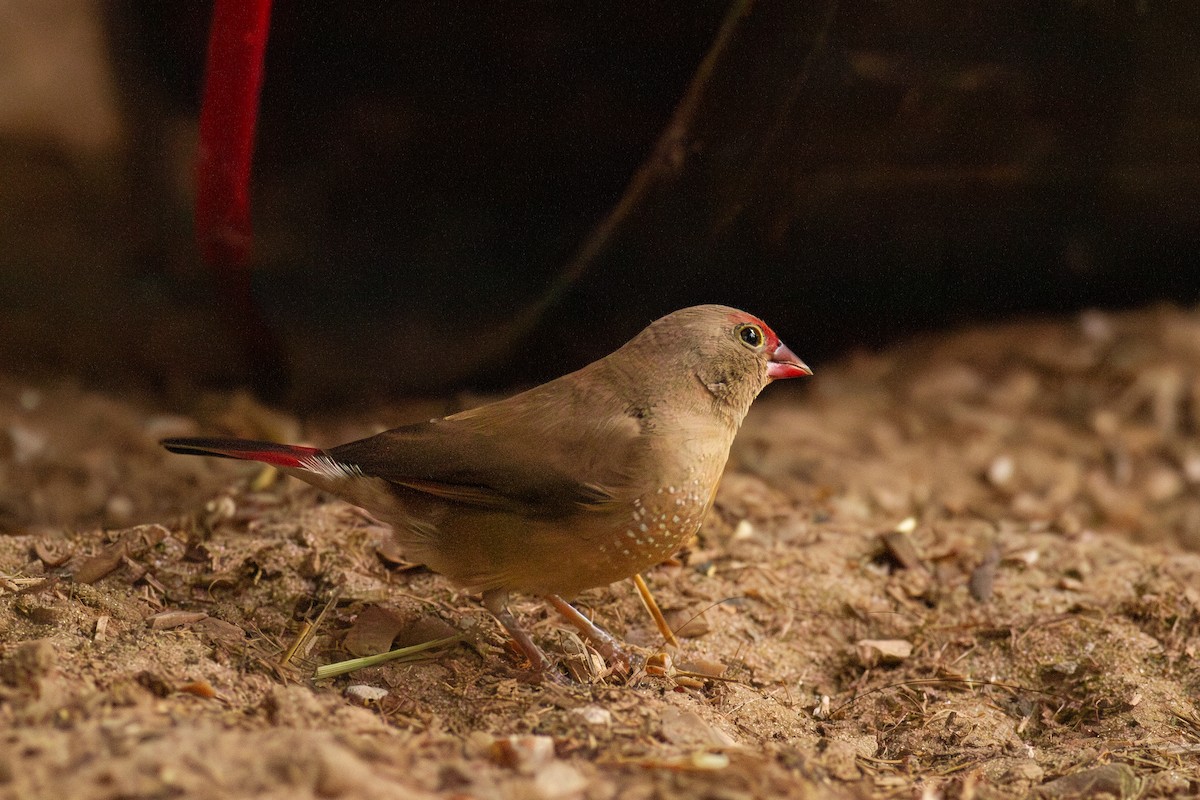 Amaranta Senegalesa - ML646103823