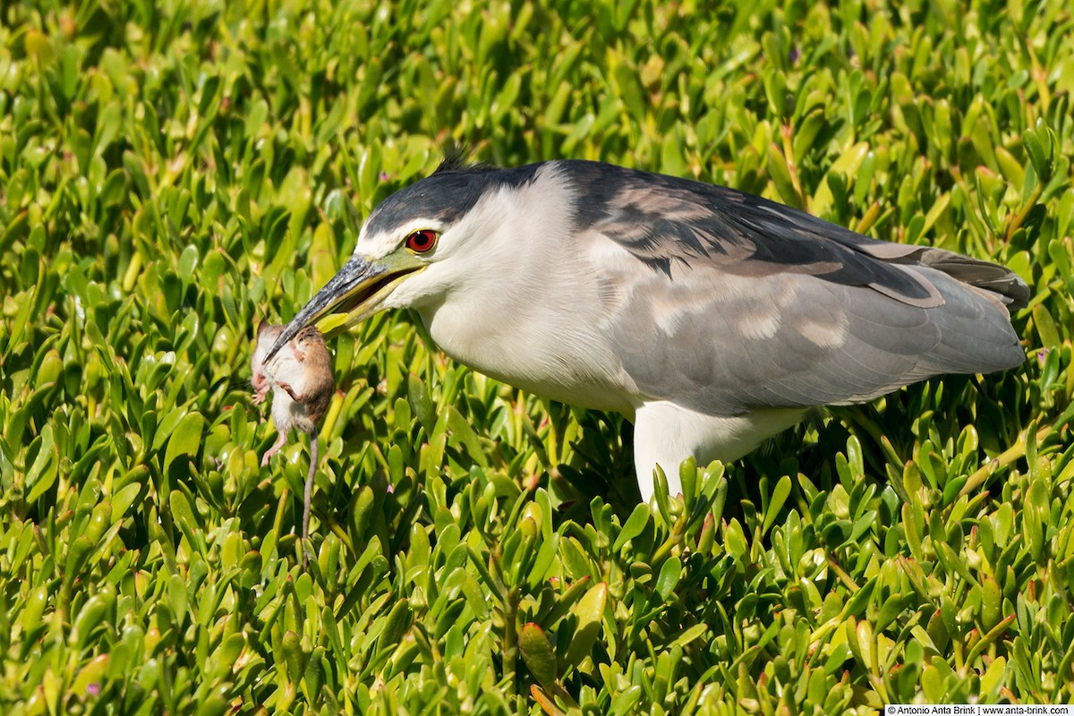 Black-crowned Night Heron - ML646103834