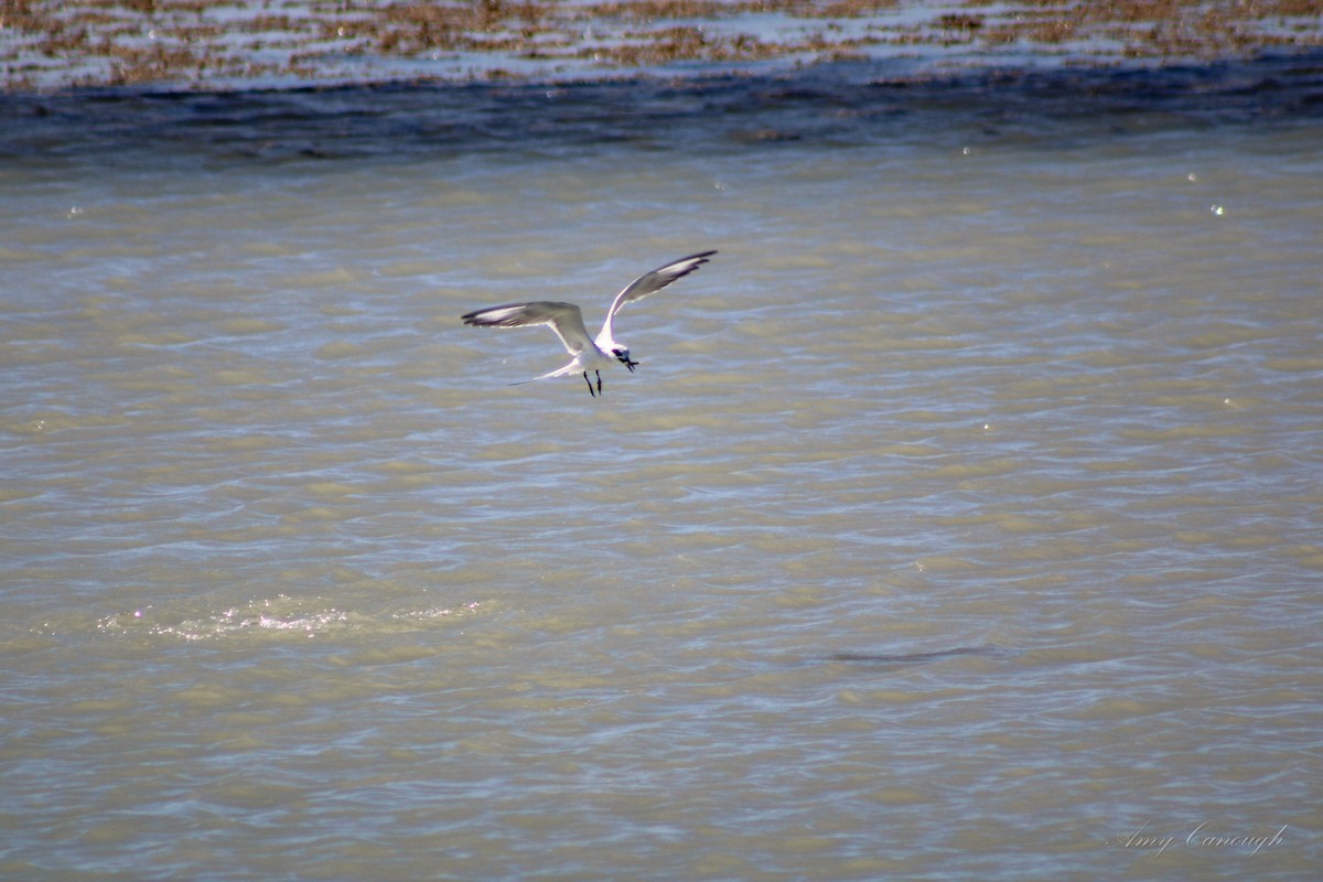 Forster's Tern - ML646103835