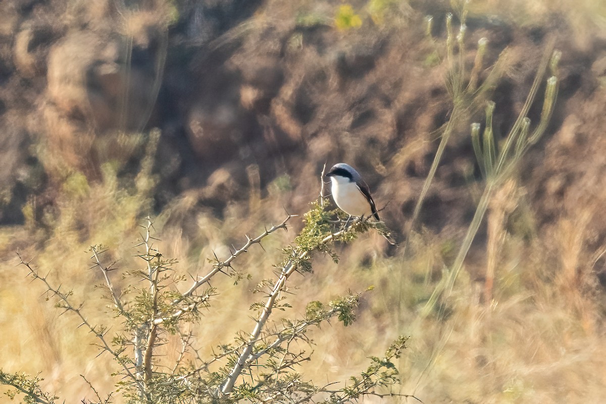 Bay-backed Shrike - ML646103836