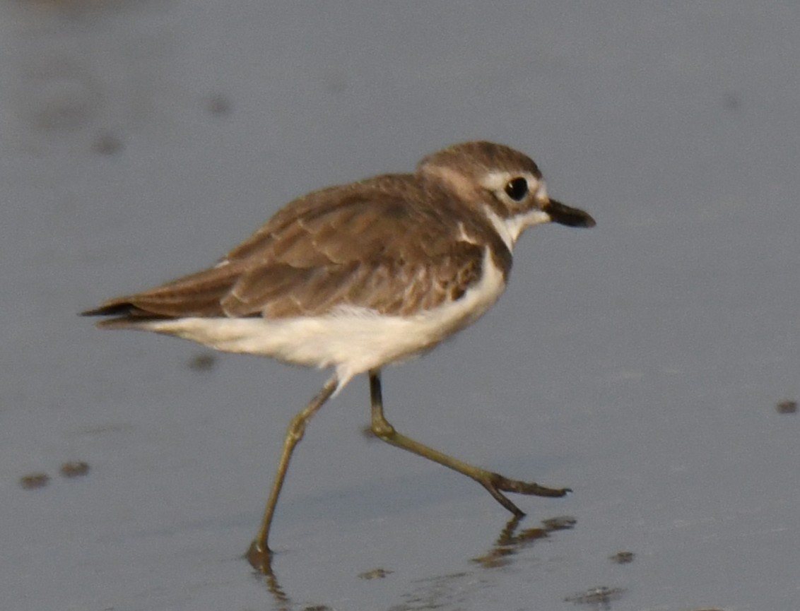 Tibetan Sand-Plover - ML646103840