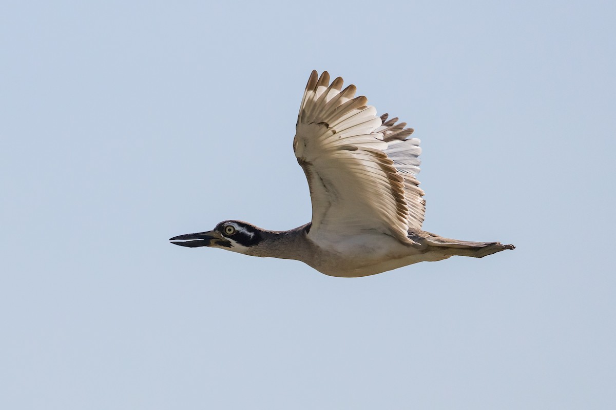 Beach Thick-knee - ML646103841