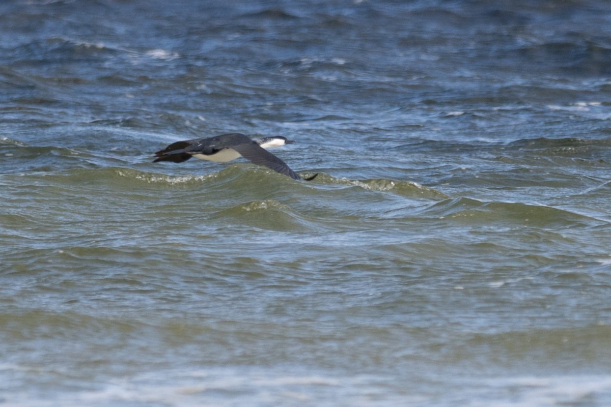 Black-faced Cormorant - ML646103842