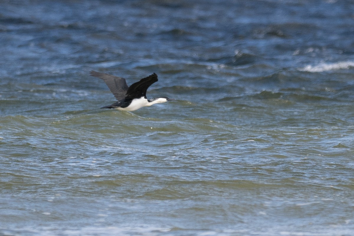 Black-faced Cormorant - ML646103843