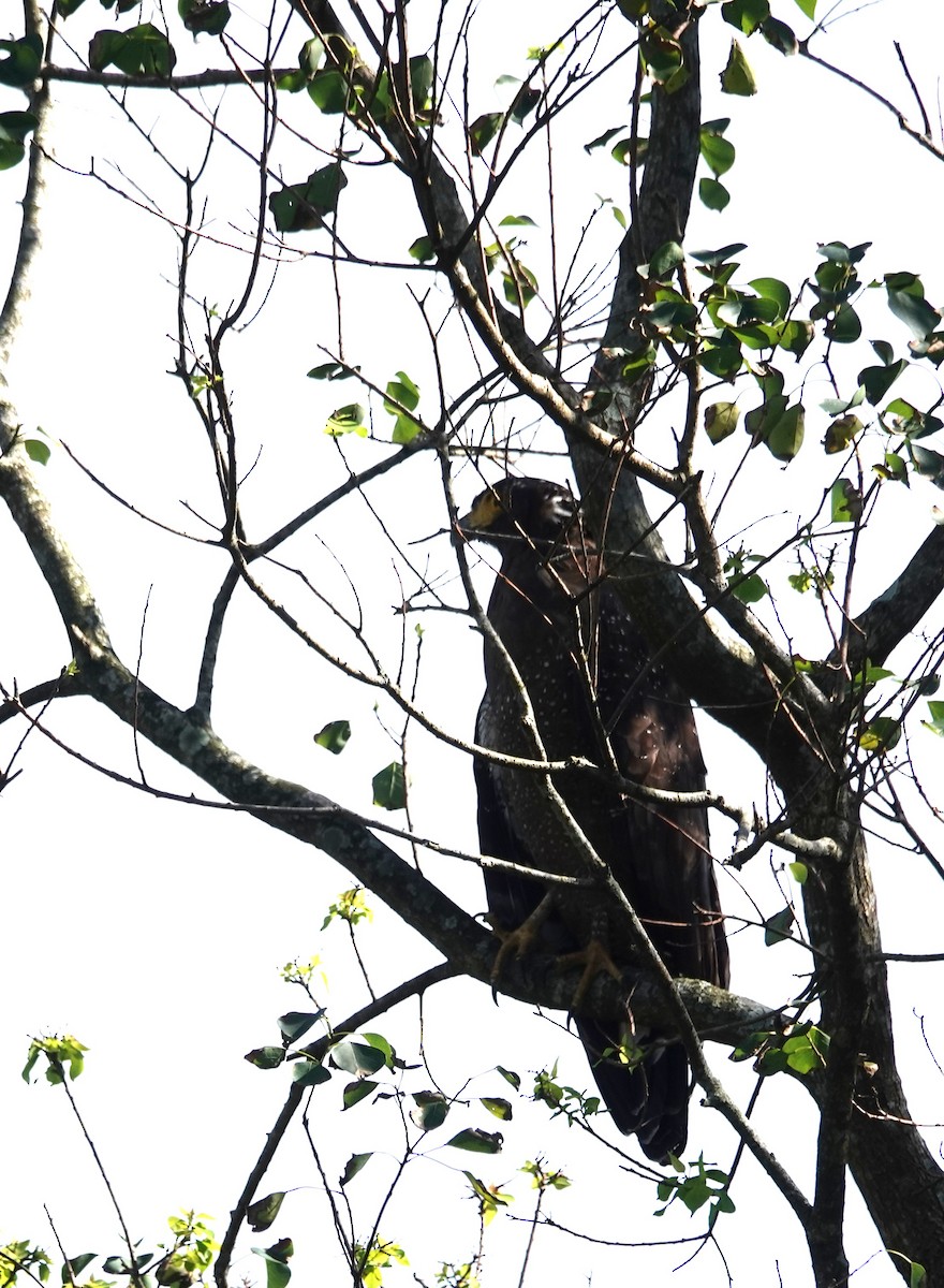 Crested Serpent-Eagle - ML646103844