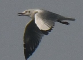 gull sp. - ML646103845