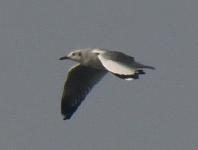 gull sp. - ML646103847