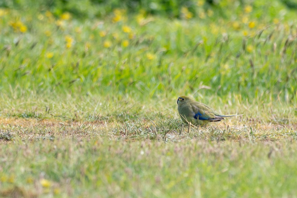 ワカバインコ - ML646103851