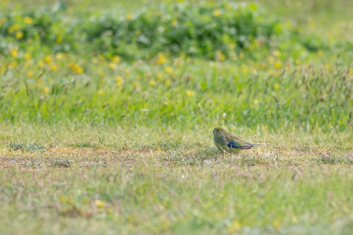 ワカバインコ - ML646103855