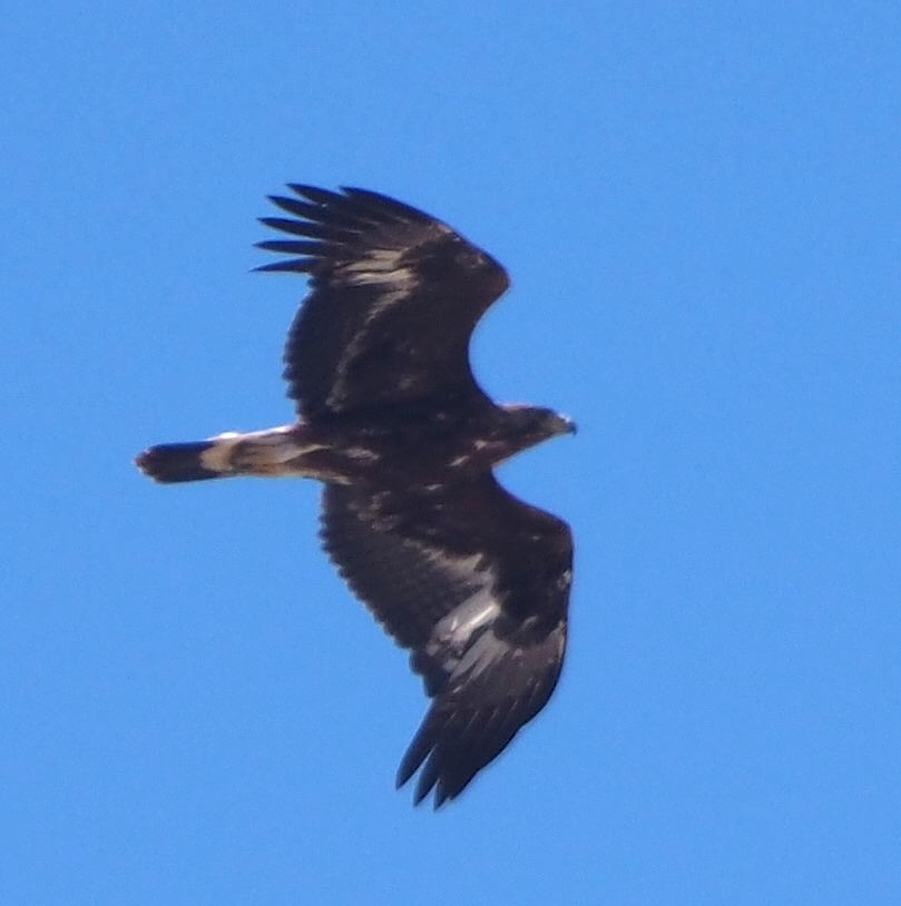 Golden Eagle - ML646103856