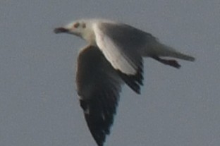 gull sp. - ML646103857