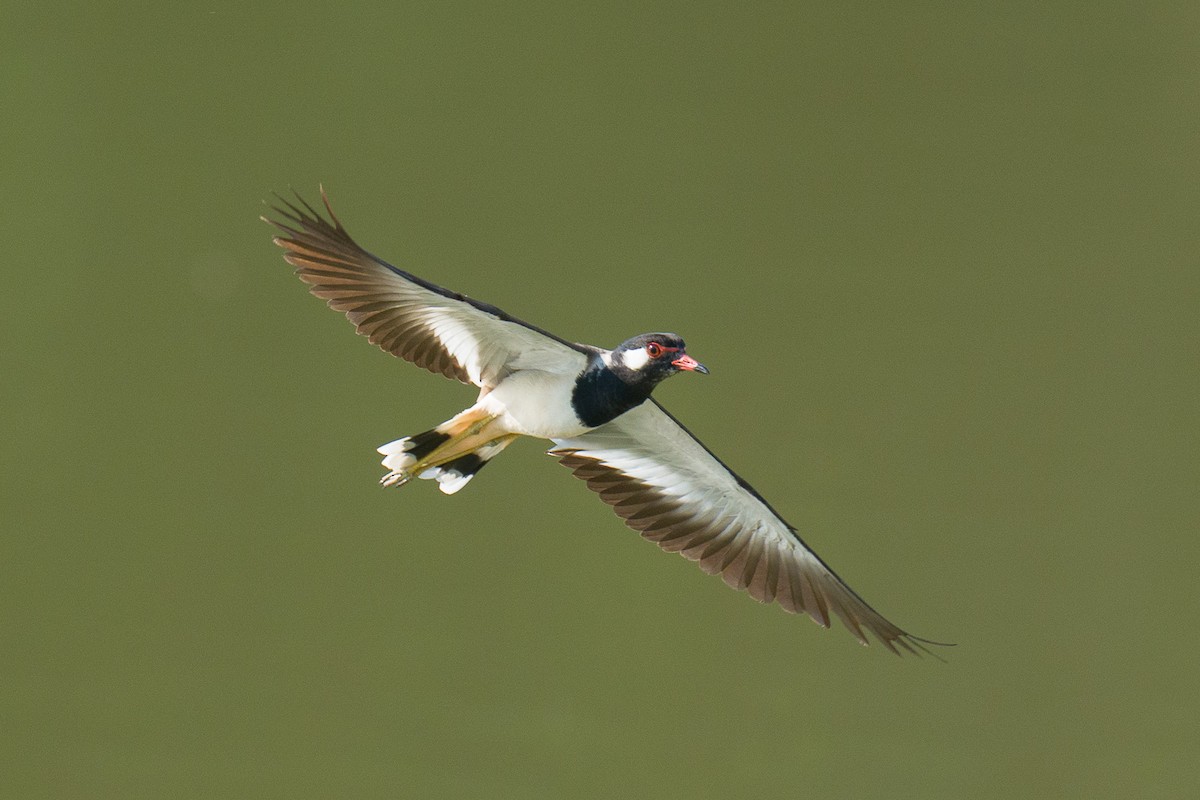 Red-wattled Lapwing - ML646103858