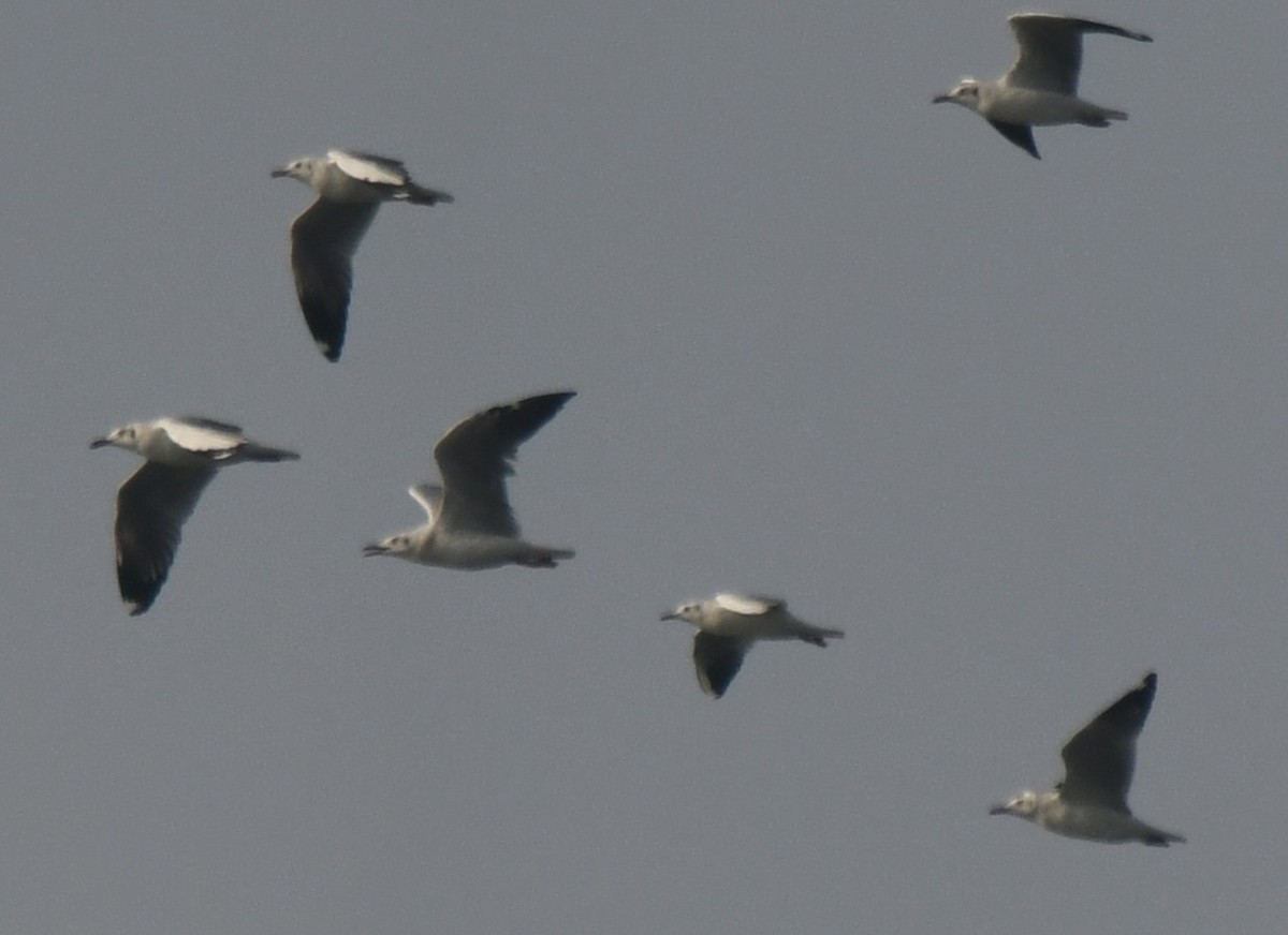 gull sp. - ML646103859