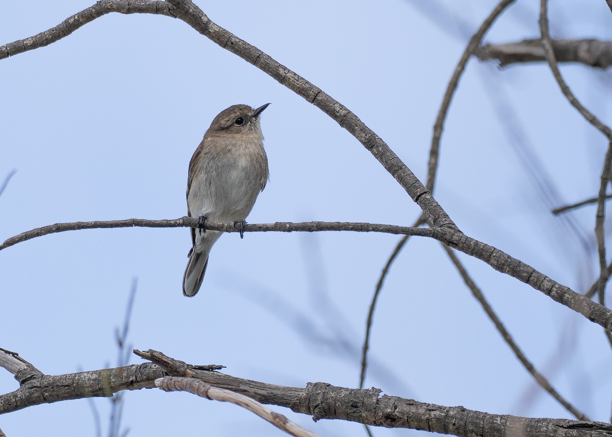 Flame Robin - ML646103860