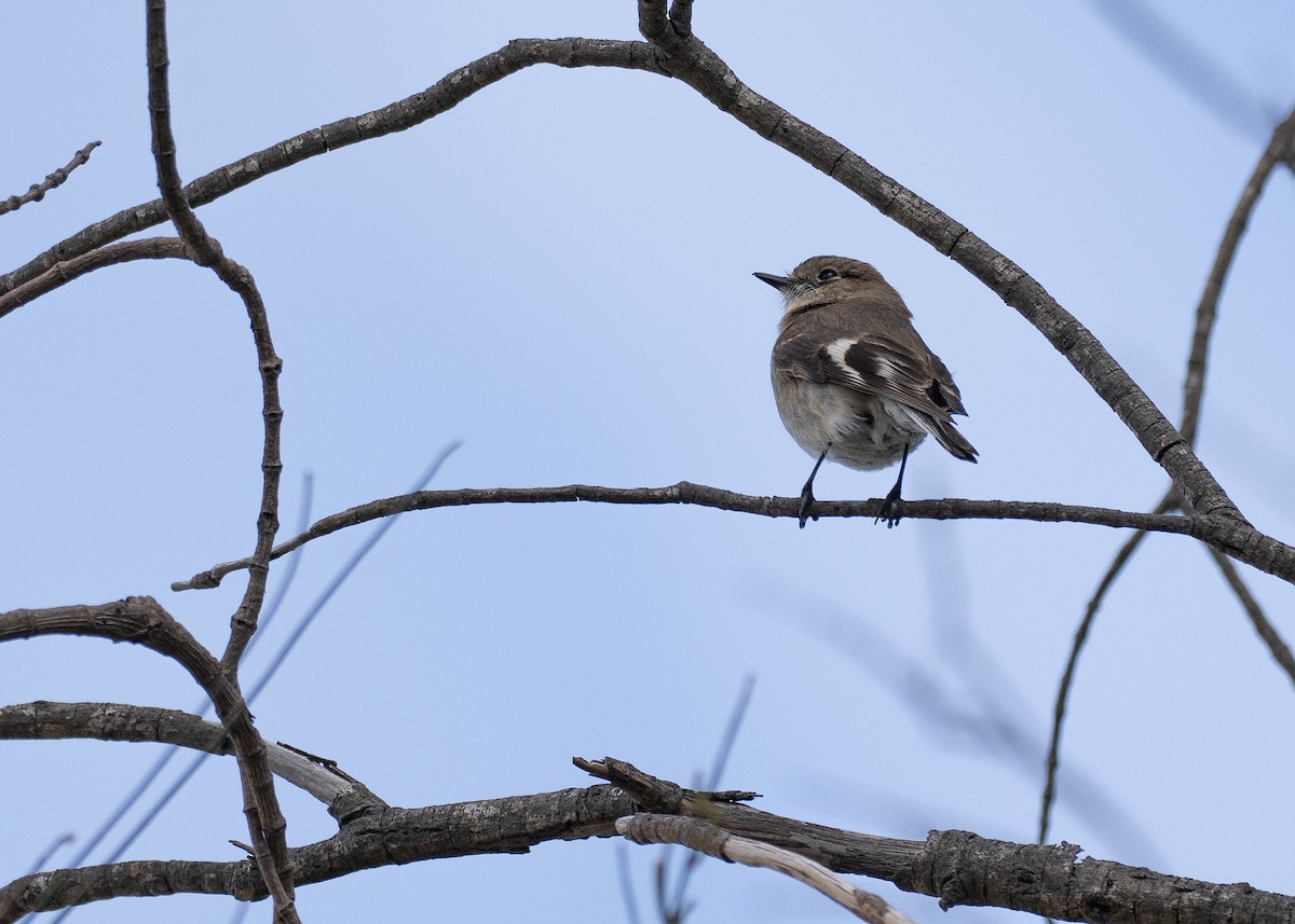 Flame Robin - ML646103862