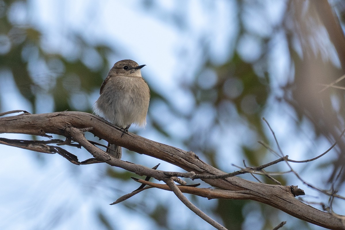 ノドアカサンショクヒタキ - ML646103864