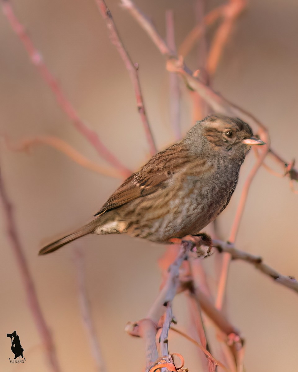 Dunnock - ML646103867
