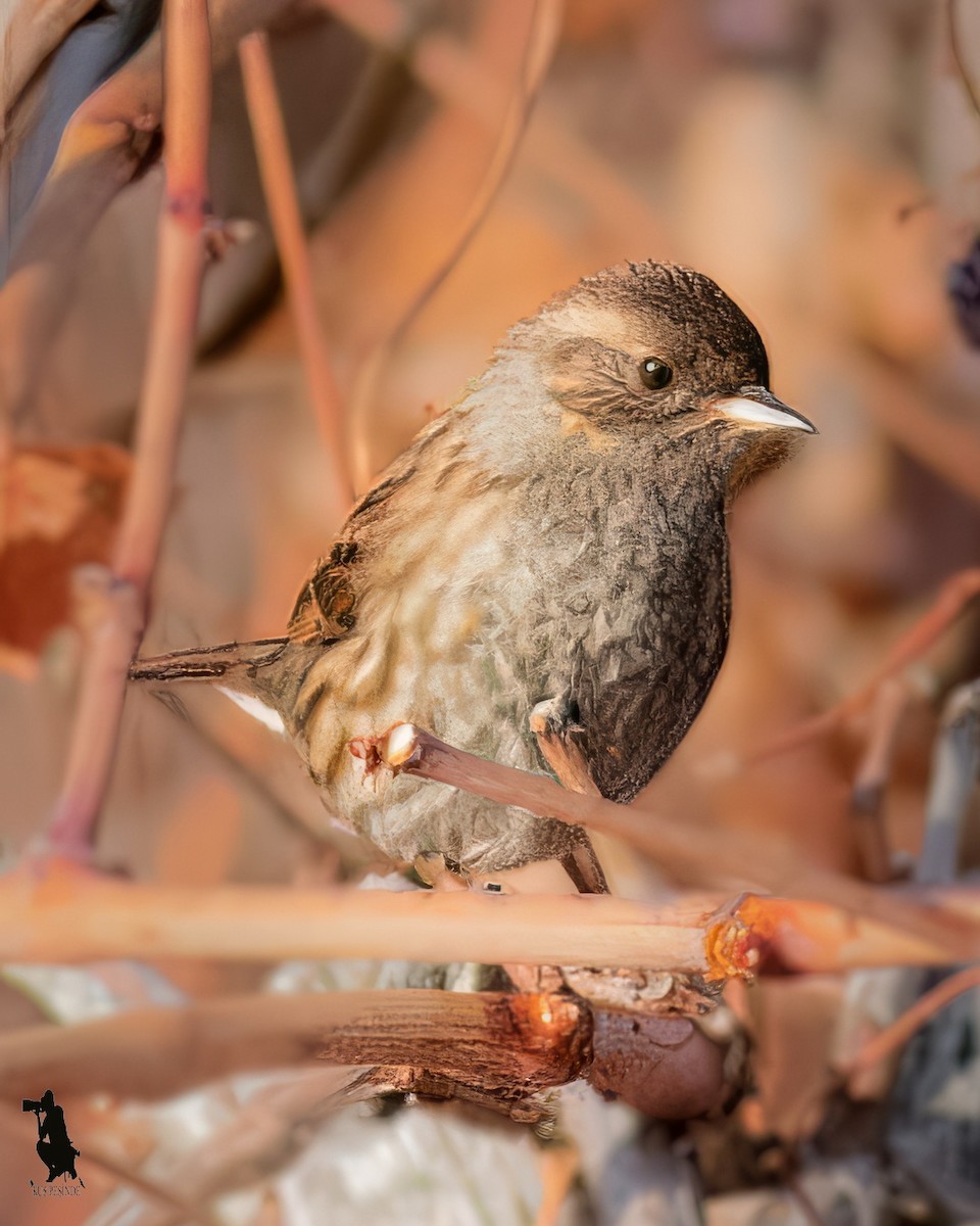 Dunnock - ML646103868