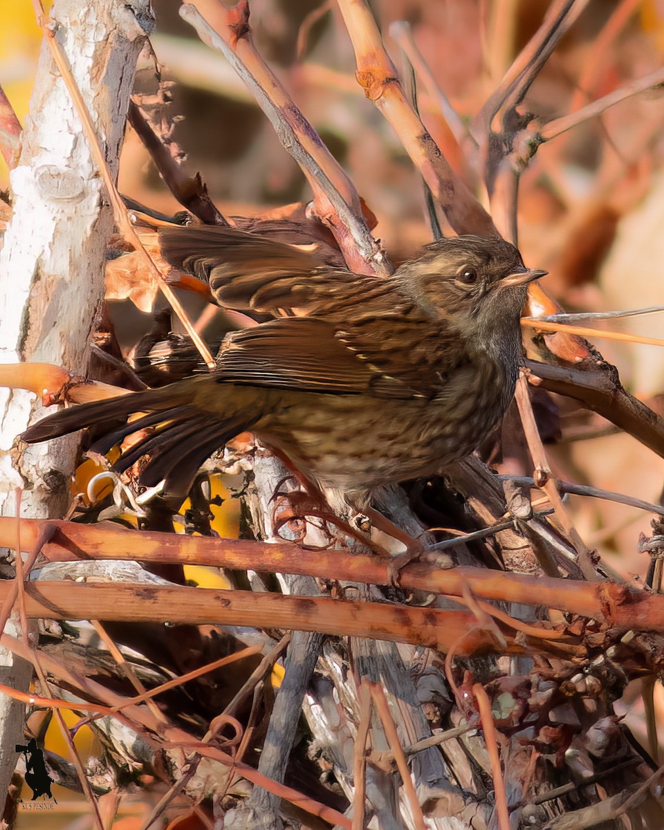 Dunnock - ML646103869