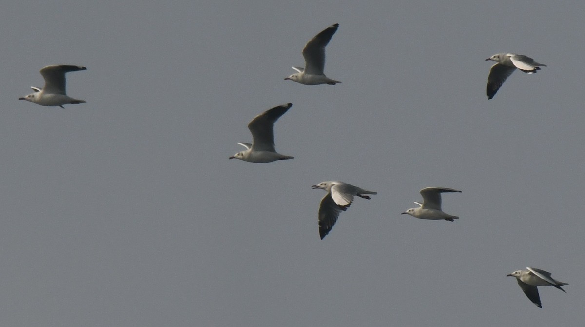 gull sp. - ML646103870