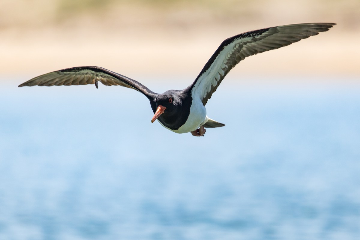 Pied Oystercatcher - ML646103871
