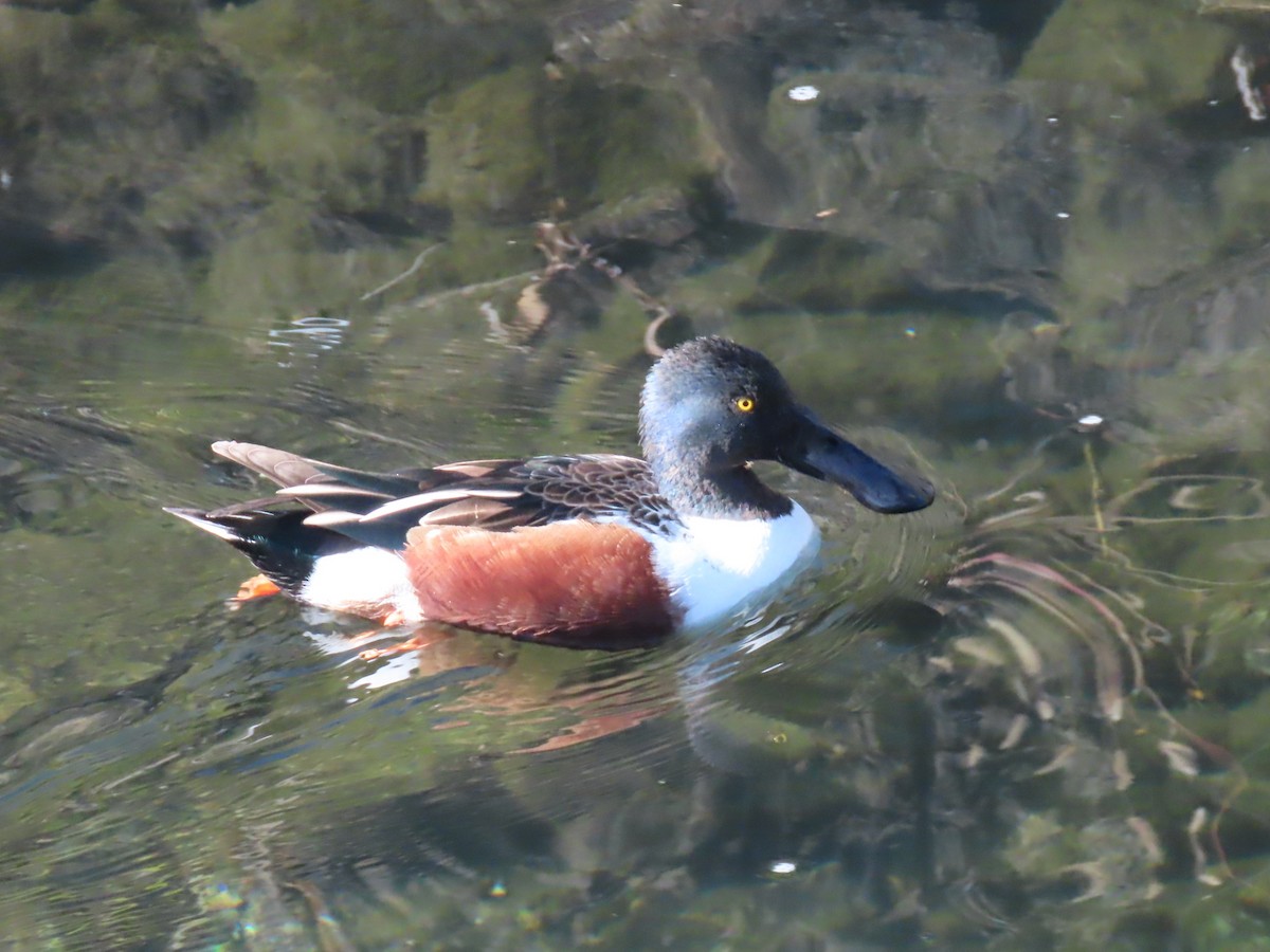 Northern Shoveler - ML646103873