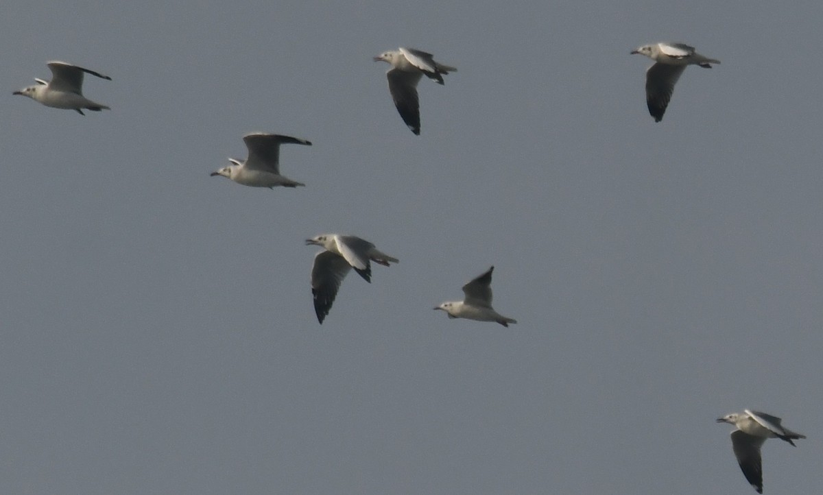 gull sp. - ML646103874