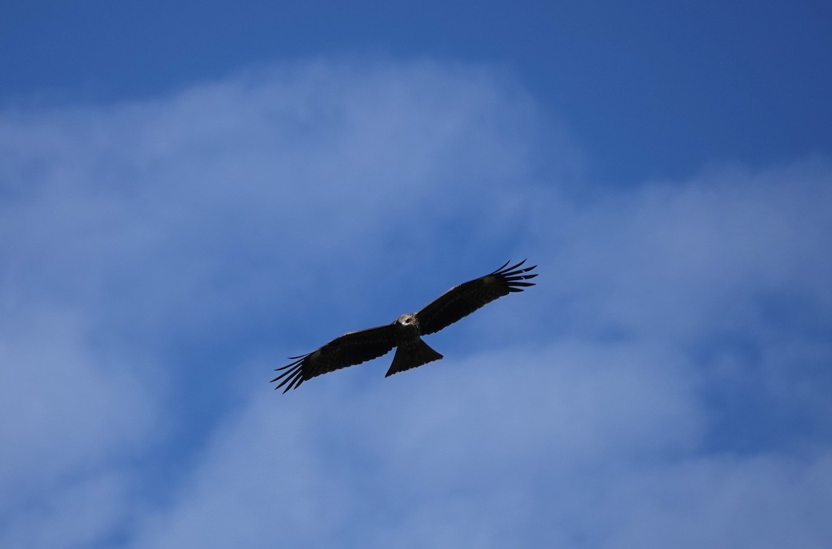 Black Kite - ML646103875